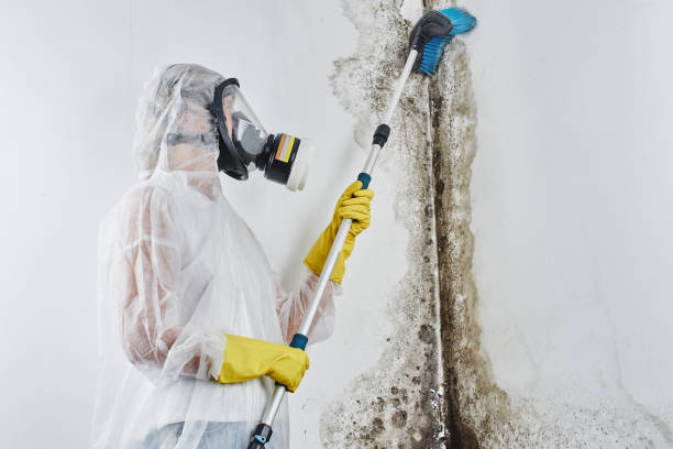 Reliable Syracuse, UT Mold Remediation Solutions