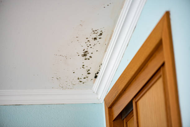 Best Bathroom Mold Remediation in Syracuse, UT