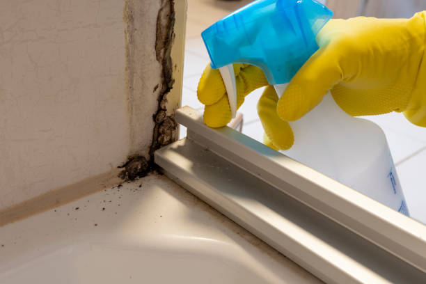 Best Basement Mold Remediation in Syracuse, UT