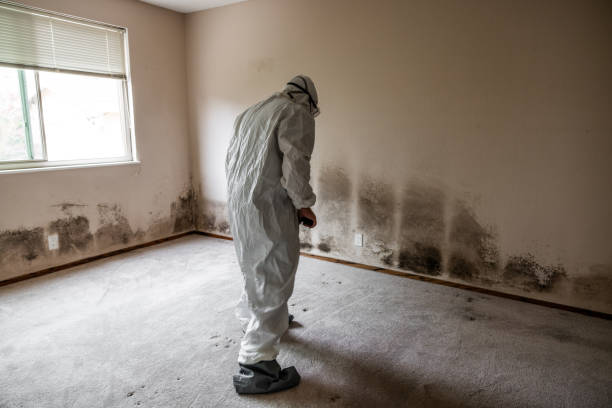 Best Mold Remediation for Schools in Syracuse, UT