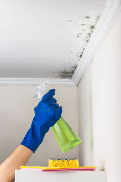 Best Mold Remediation for Specific Building Types in Syracuse, UT
